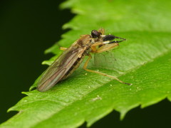 Platypalpus discifer