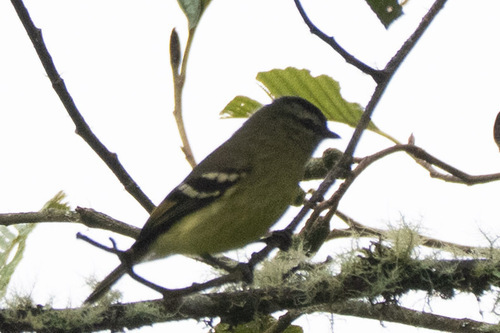 Black-capped Tyrannulet (Tyranniscus nigrocapillus), photo 8
