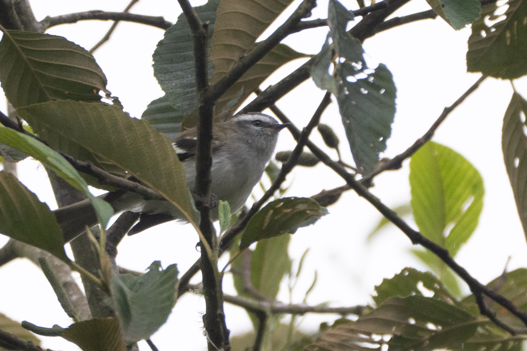 White-banded Tyrannulet (Mecocerculus stictopterus), photo 1