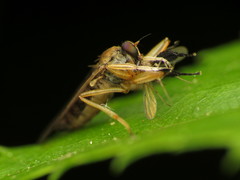 Platypalpus discifer