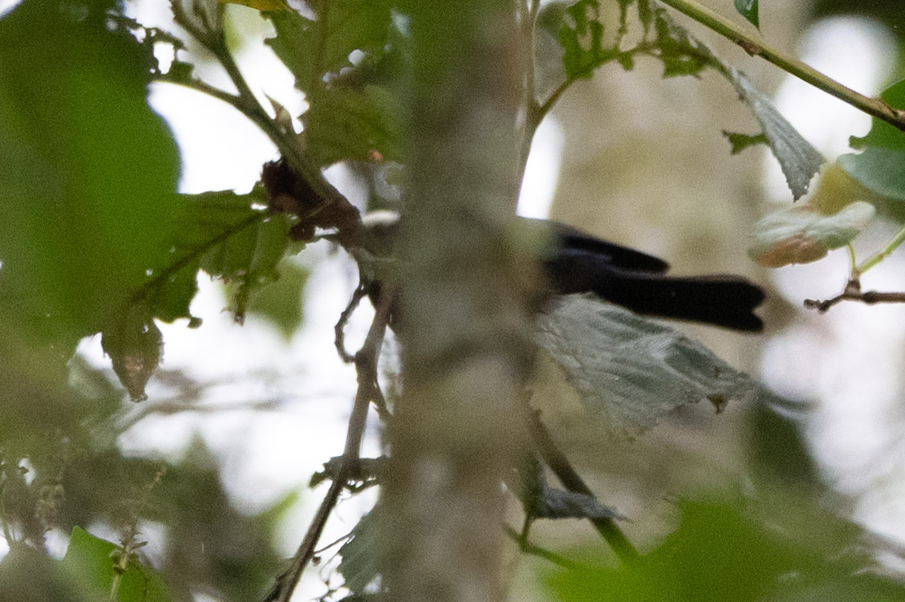 Capped Conebill (Conirostrum albifrons), photo 6