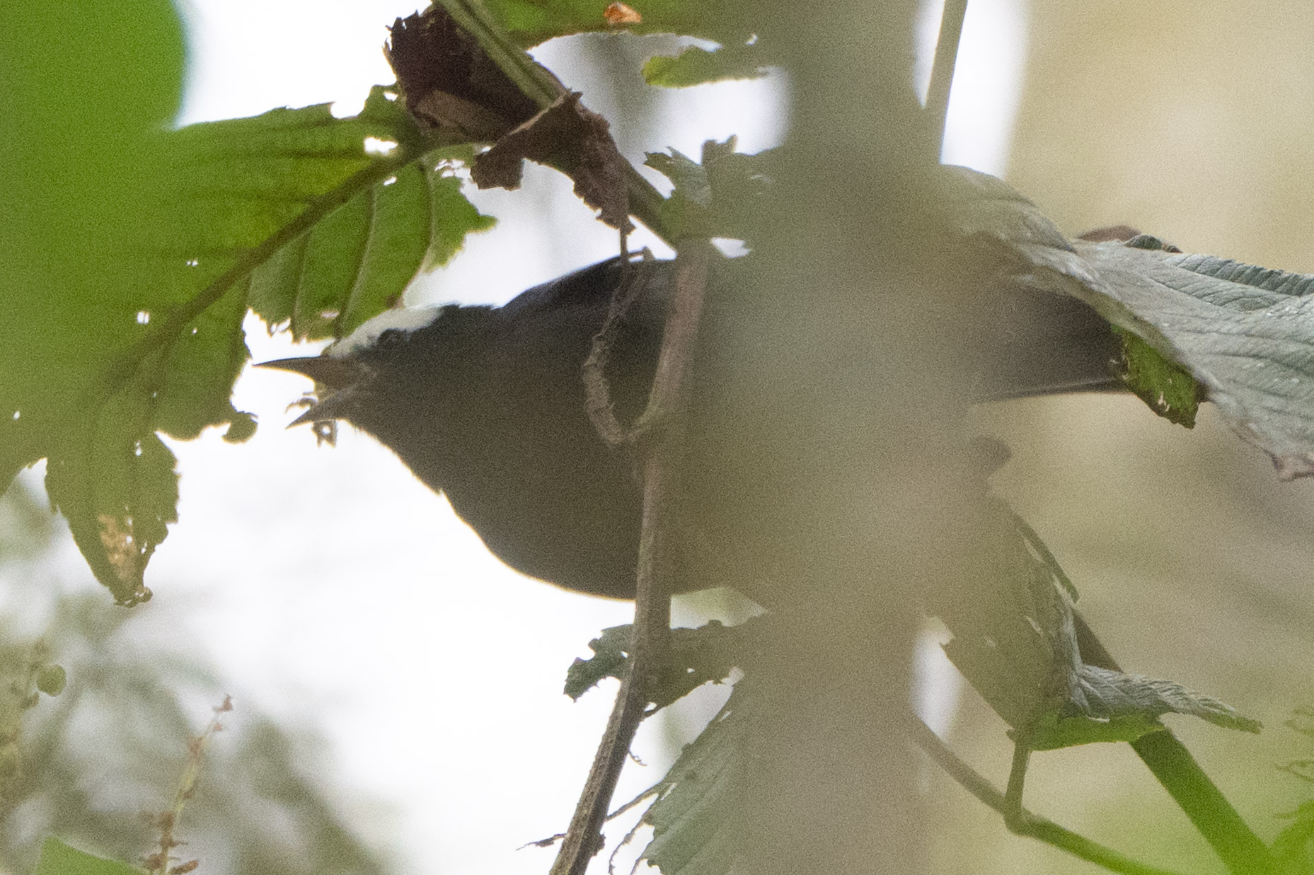 Capped Conebill (Conirostrum albifrons), photo 5