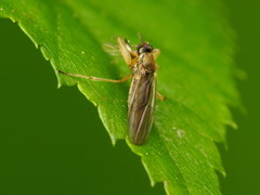 Platypalpus discifer