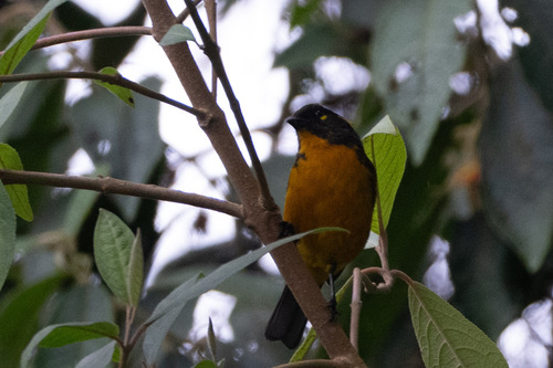Lacrimose Mountain Tanager (Anisognathus lacrymosus)