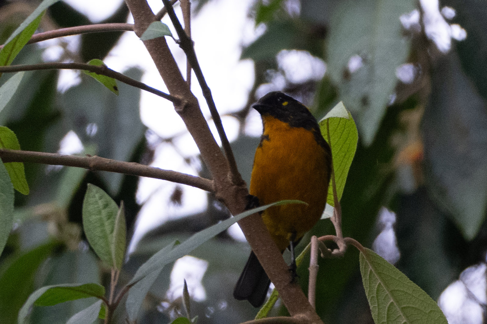 Lacrimose Mountain Tanager illustration