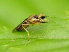 Platypalpus discifer