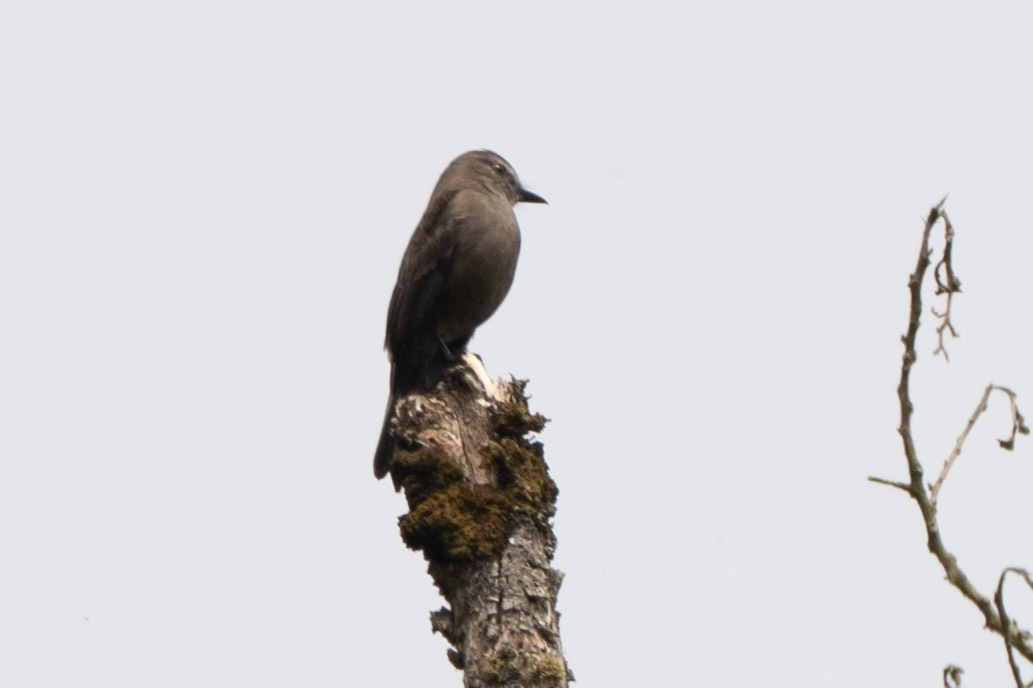Smoky Bush Tyrant (Myiotheretes fumigatus), photo 4