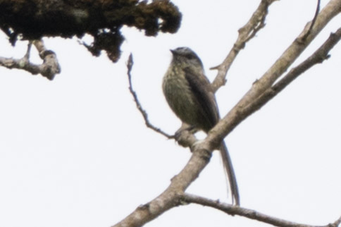 Agile Tit-Tyrant (Uromyias agilis), photo 7