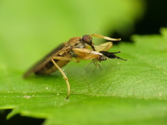 Platypalpus discifer