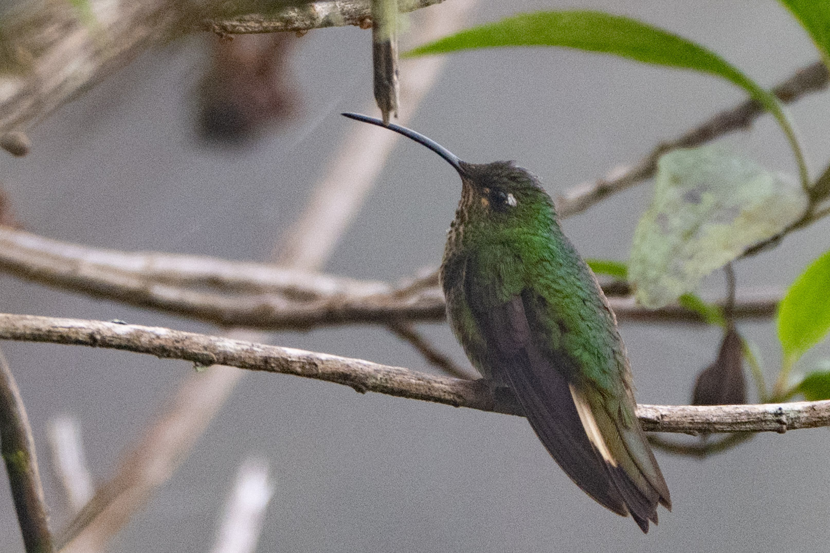 Mountain Velvetbreast (Lafresnaya lafresnayi), photo 7