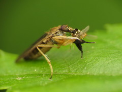 Platypalpus discifer