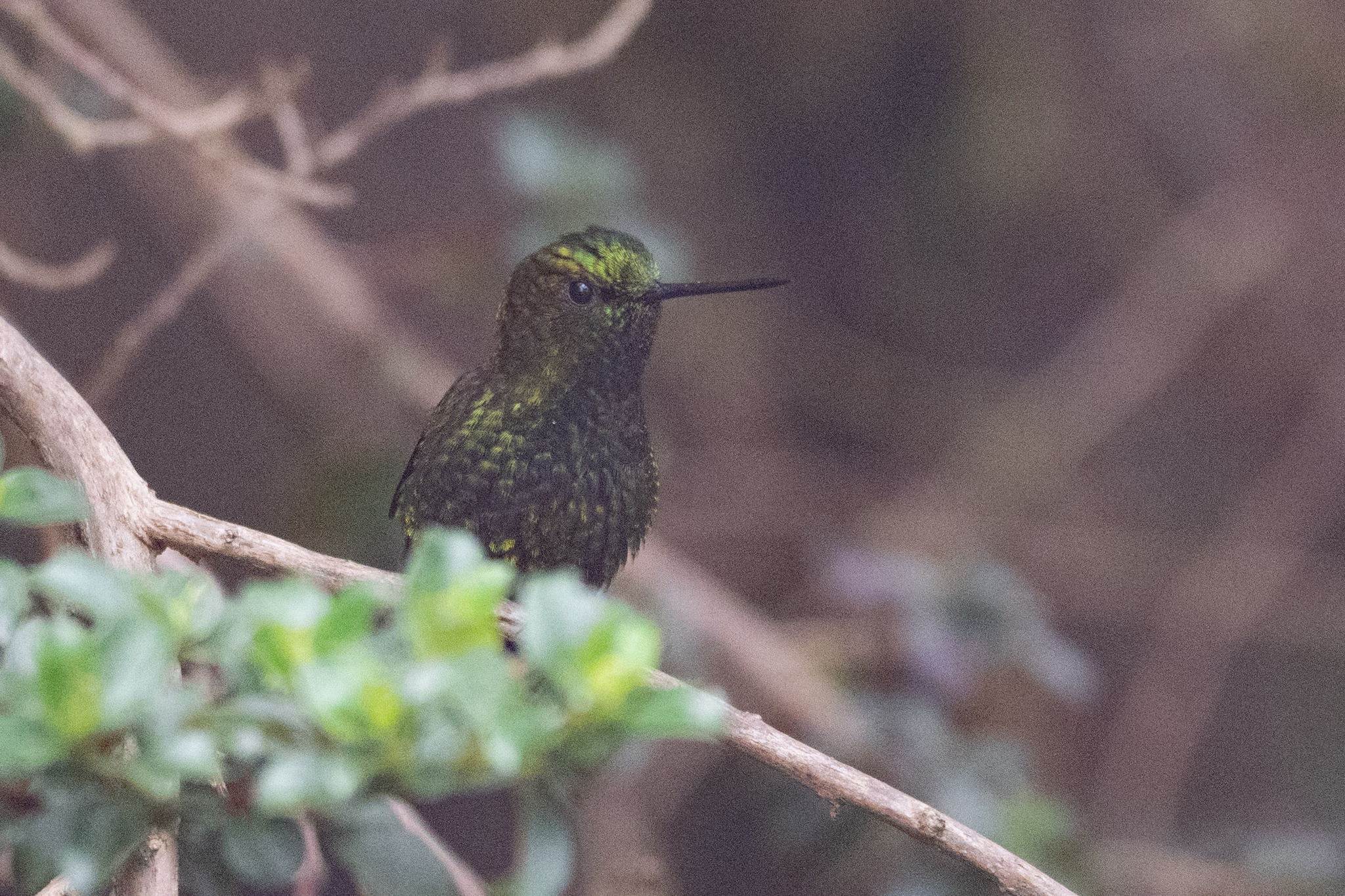 Black-thighed Puffleg (Eriocnemis derbyi), photo 3