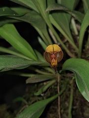 Scaphosepalum anchoriferum, photograph (c) Criss Acuña, some rights reserved (CC BY)