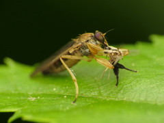 Platypalpus discifer