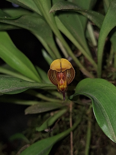 Scaphosepalum anchoriferum, photograph 2