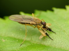 Platypalpus discifer