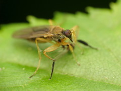 Platypalpus discifer