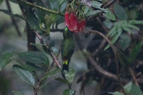 Black-thighed Puffleg (Eriocnemis derbyi), photo 2