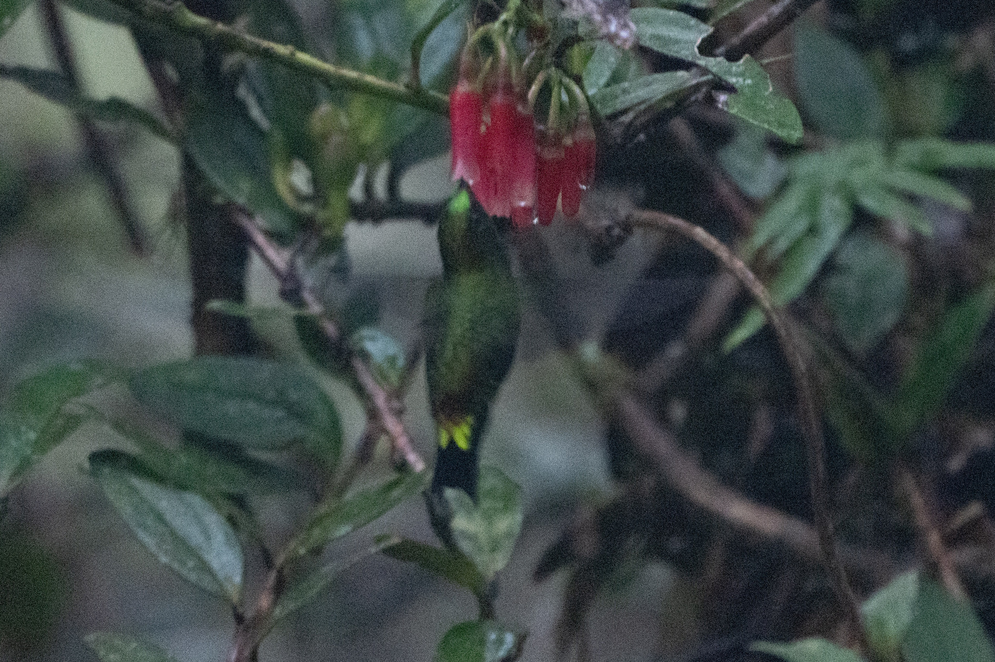 Black-thighed Puffleg (Eriocnemis derbyi), photo 2