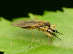 Platypalpus discifer