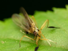 Platypalpus discifer