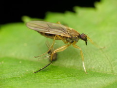 Platypalpus discifer