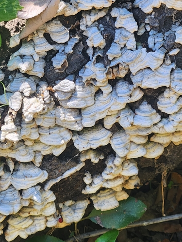 iNaturalist observation photo of Purplepore Bracket