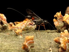 Pristaulacus strangaliae