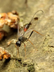 Pristaulacus strangaliae