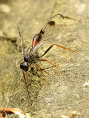 Pristaulacus strangaliae