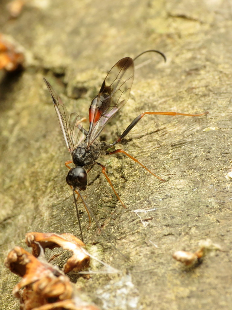 Pristaulacus strangaliae