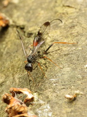 Pristaulacus strangaliae