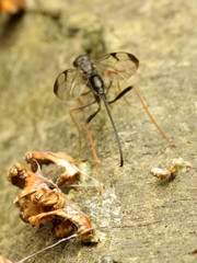Pristaulacus strangaliae