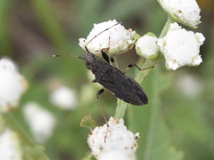 Froeschneria piligera