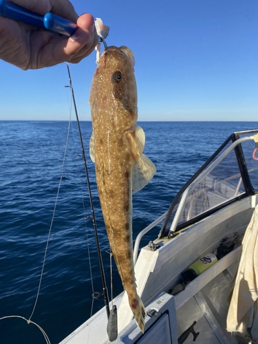 Bluespotted flathead (Platycephalus caeruleopunctatus) — Platycephalidae — 3