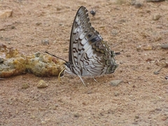 Charaxes achaemenes atlantica