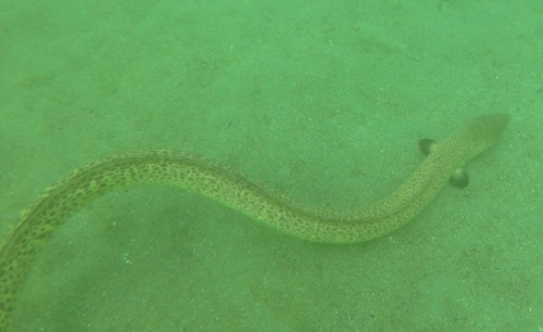 Pacific Spoon-nose Eel