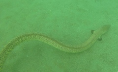 Echiophis brunneus
