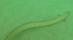 Echiophis brunneus