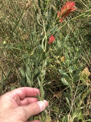 Castilleja miniata oblongifolia