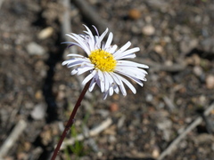Allittia uliginosa
