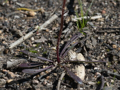 Allittia uliginosa