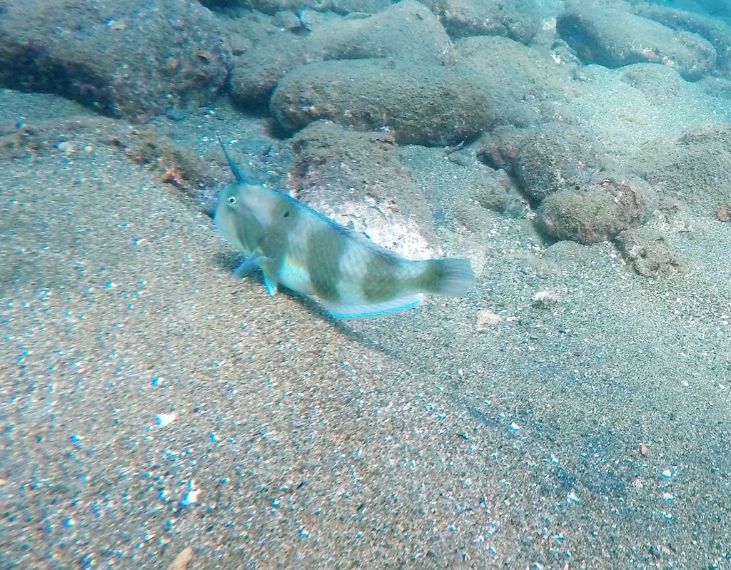 Black-barred Razorfish