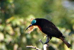 Chalcomitra senegalensis gutturalis