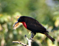 Chalcomitra senegalensis gutturalis