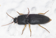 Heteroderes amplicollis