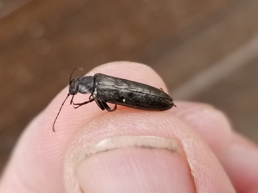 Stenotrachelus