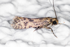 Haplotinea insectella