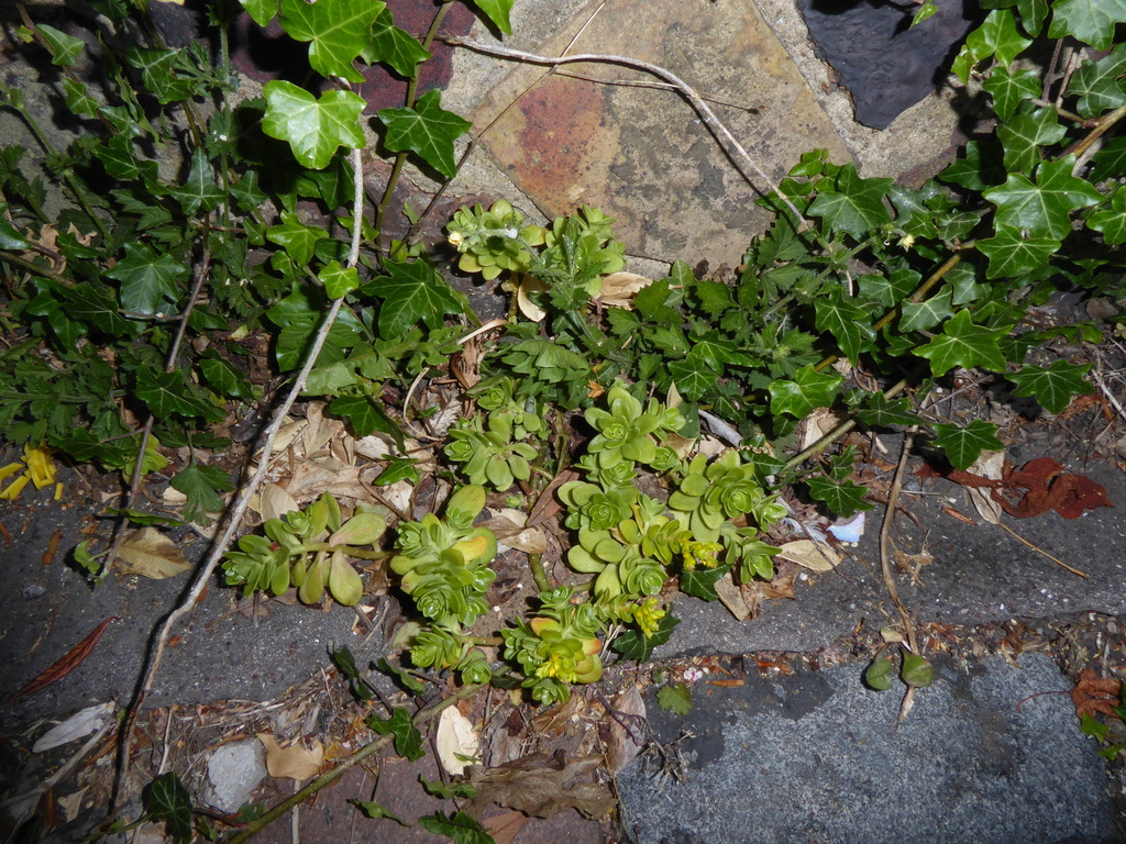 Sedum kimnachii, Beulah Hill, London, UK