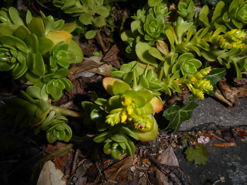 Sedum kimnachii